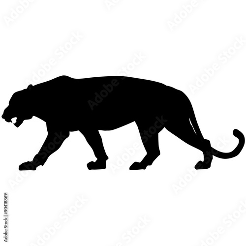 Vector black panther is walking and roaring © tcheres