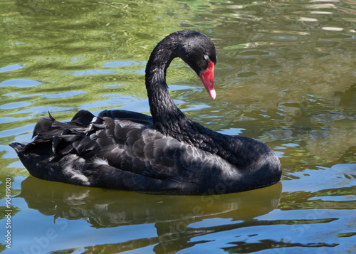 Black swan.