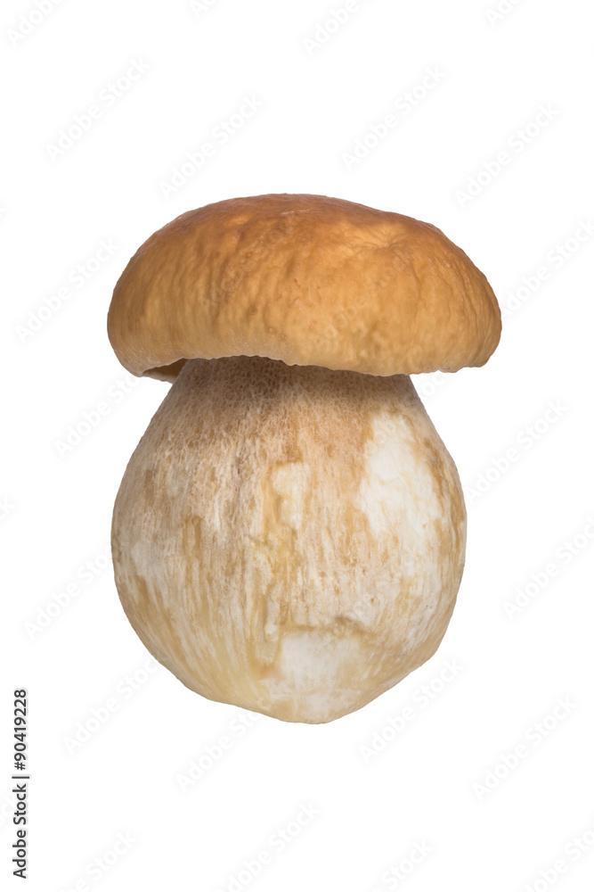 The boletus edulis isolated on white background The boletus edulis isolated on white background