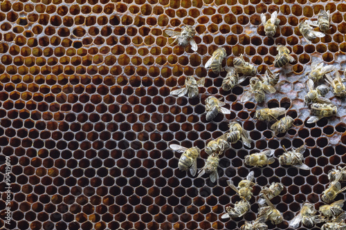 Dead bees covered with dust and mites on an empty honeycomb from