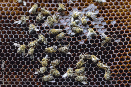 Dead bees covered with dust and mites on an empty honeycomb from