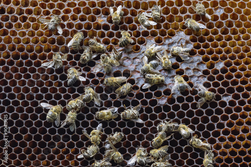 фотографія Dead bees covered with dust and mites on an empty honeycomb from