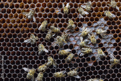 Dead bees covered with dust and mites on an empty honeycomb from