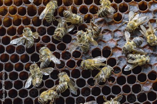 Dead bees covered with dust and mites on an empty honeycomb from