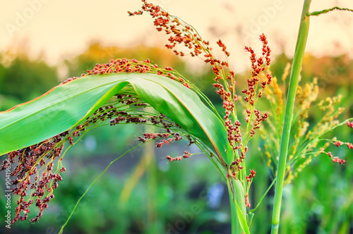 Abstract blurred background with little millet stalk on sunset. © sonatalitravel