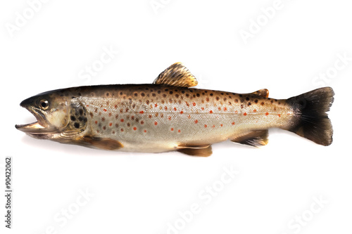 Fototapeta Naklejka Na Ścianę i Meble -  Brown trout