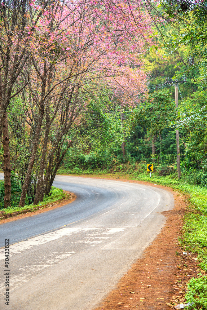 Fototapeta premium pink cherry blossom on the curve road