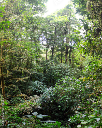 Scenic rainforest shot deep down in the cloud forest of Monteverde National Park, Costa Rica