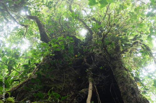 Upside shot of stunning, complex trees and plants against the light in the cloud forest of Monteverde National Park, Costa Rica