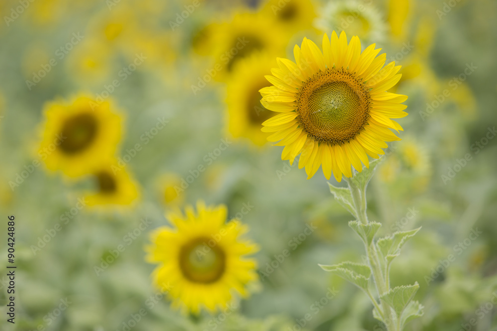 Sunflowers in field