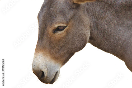 Close up of donkey head isolated on a white background