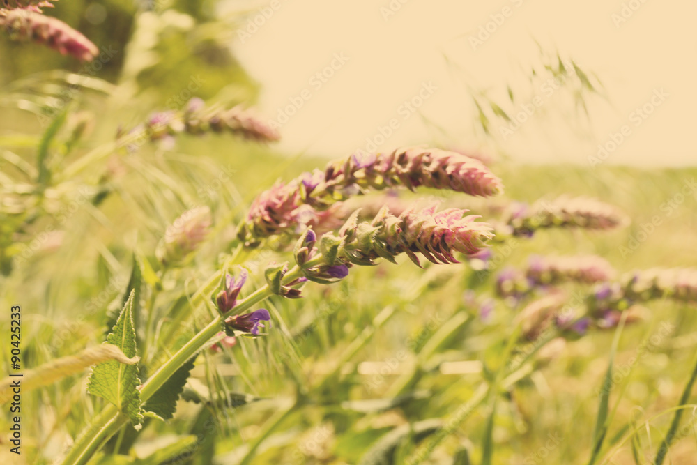 Fototapeta premium Beautiful wild flowers with sunlight