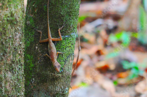 Lizard on a tree in Corcovado national park, Costa Rica