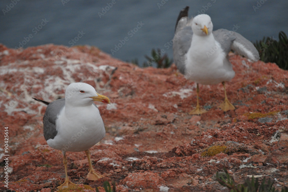 Fototapeta premium Yellow-legged seagulls in Berlenga's island
