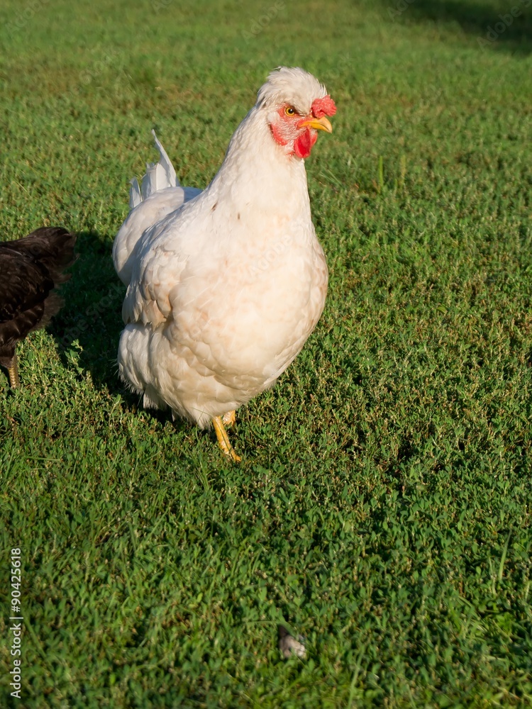Fototapeta premium Dwarf tufted hens.