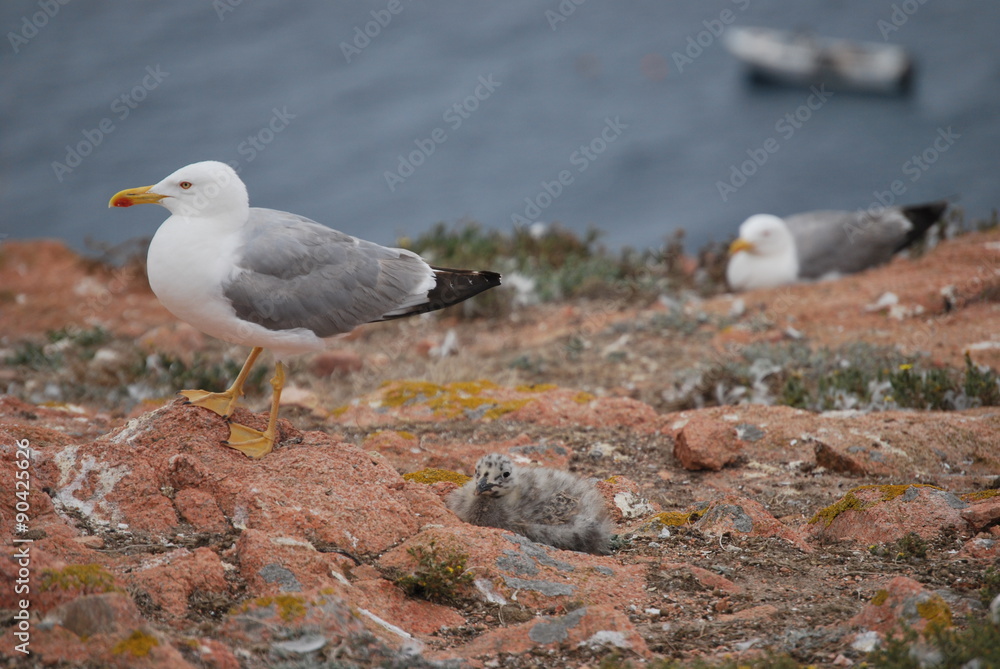 Fototapeta premium Reserva natural das Berlengas: gaivotas