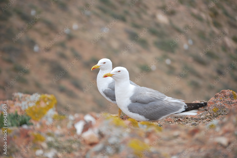 Ilha de Berlenga: Duas gaivotas de patas amarelas Ilha de Berlenga: Duas gaivotas de patas amarelas