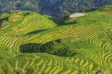 Handdoek met foto Rijstvelden Dragon's Backbone rijstterrassen China  © David Davis