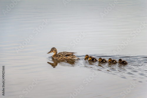 Ducklings following mother in water concept. © jaffarali