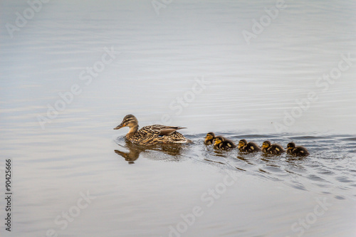 Ducklings following mother in water concept.