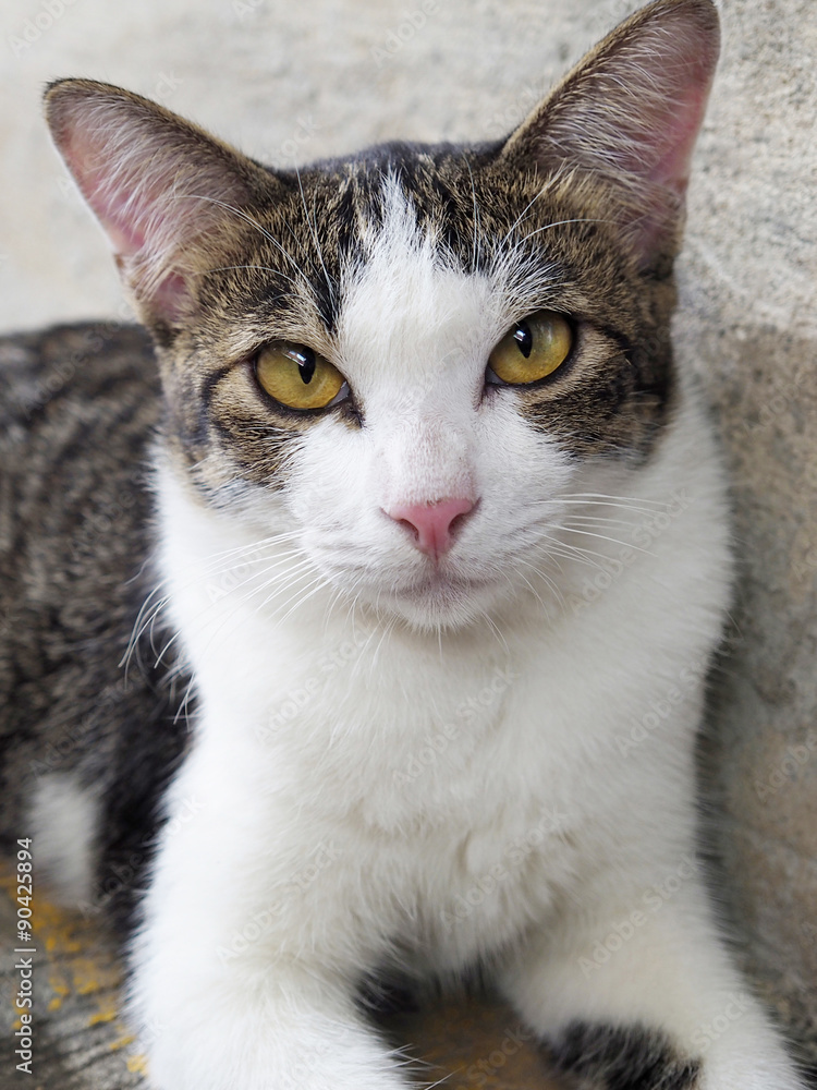 stray cat stray cat