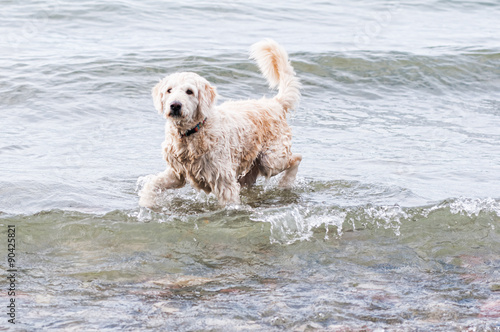 labradoodle dog playing in a wavy lake