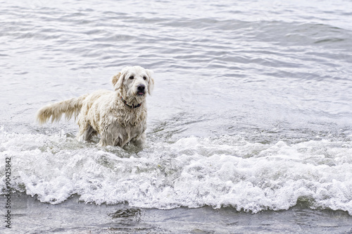 labradoodle dog playing in a wavy lake © sianc