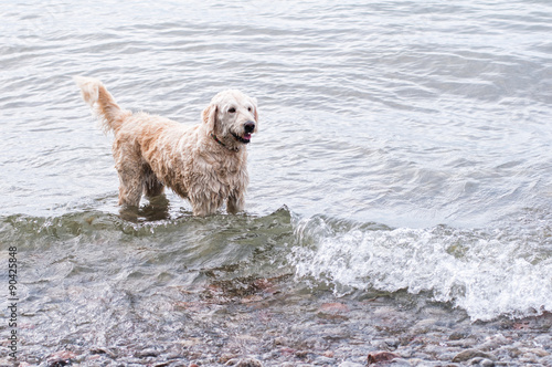 labradoodle dog playing in a wavy lake © sianc