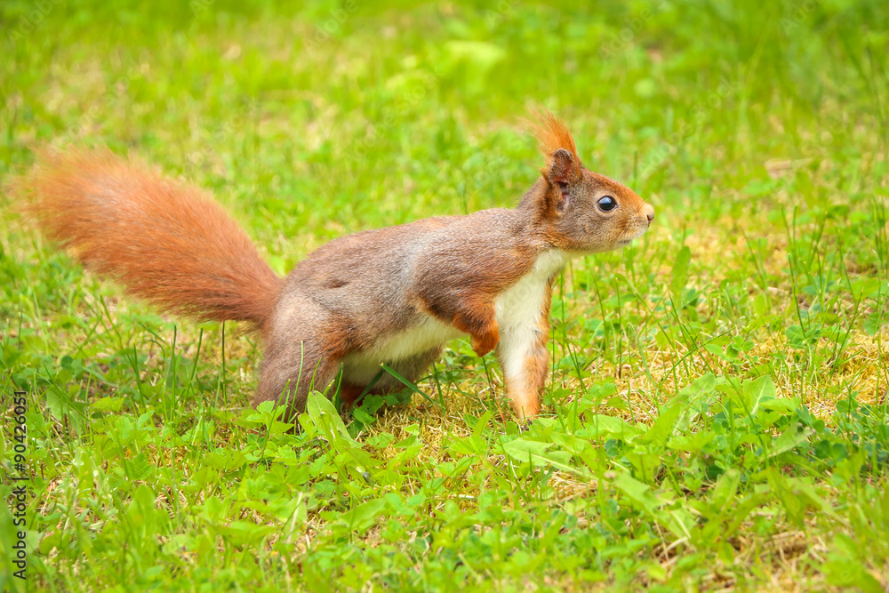 Squirrel standing in grass with one leg up Squirrel standing in grass with one leg up