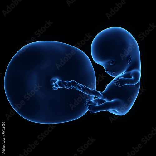 medically accurate illustration of a human fetus week 10 photo