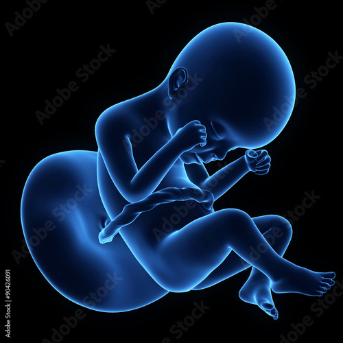 medically accurate illustration of a human fetus week 24 photo