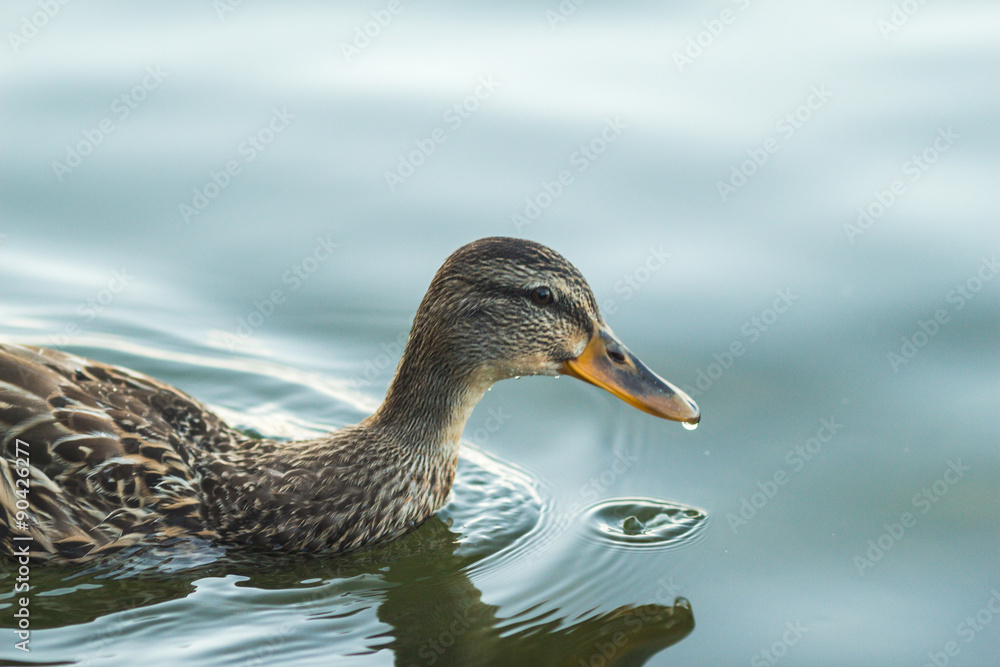 Duck swimming in beautiful water Duck swimming in beautiful water