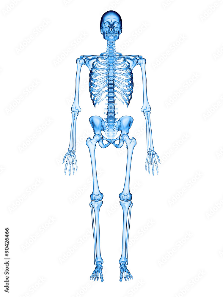 accurate medical illustration of the human skeleton