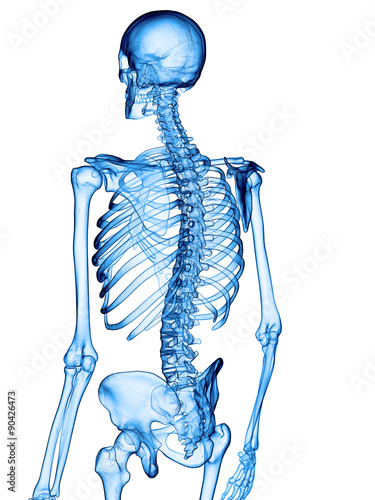 accurate medical illustration of the skeletal back