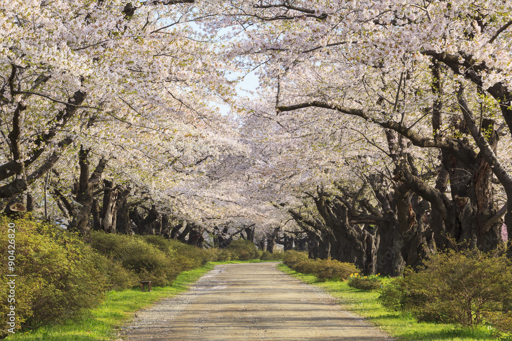 Cherry blossoms bloom path, Kitakami City, Iwate Cherry blossoms bloom path, Kitakami City, Iwate