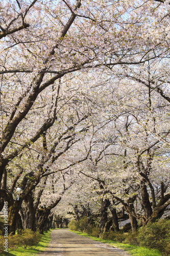 Cherry blossoms bloom path  Kitakami City  Iwate