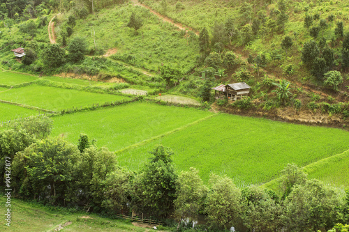 Green Terraced Rice Field in Chiang Mai, Thailand © th.panyawachiropas