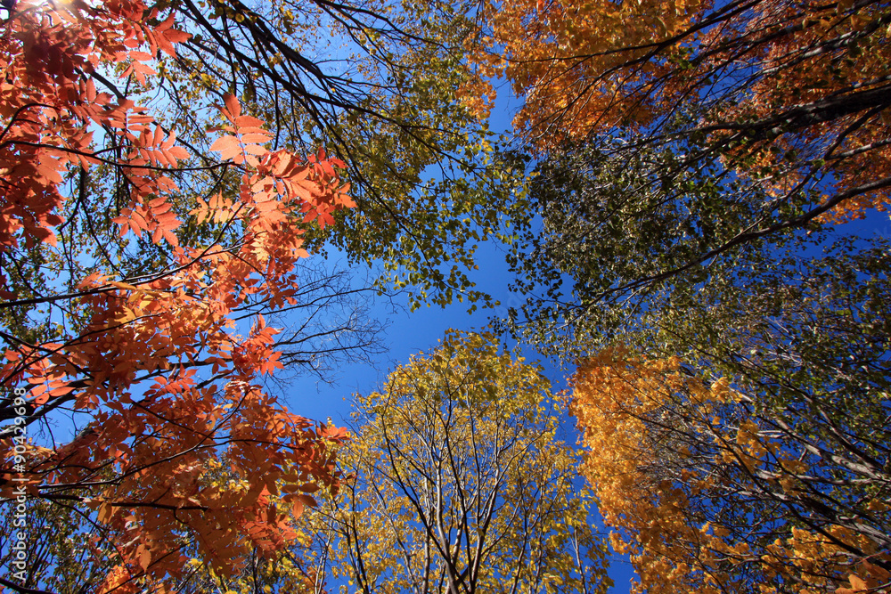 紅葉の林