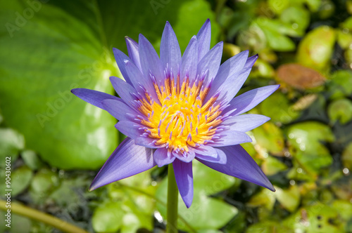 Blue Water lily