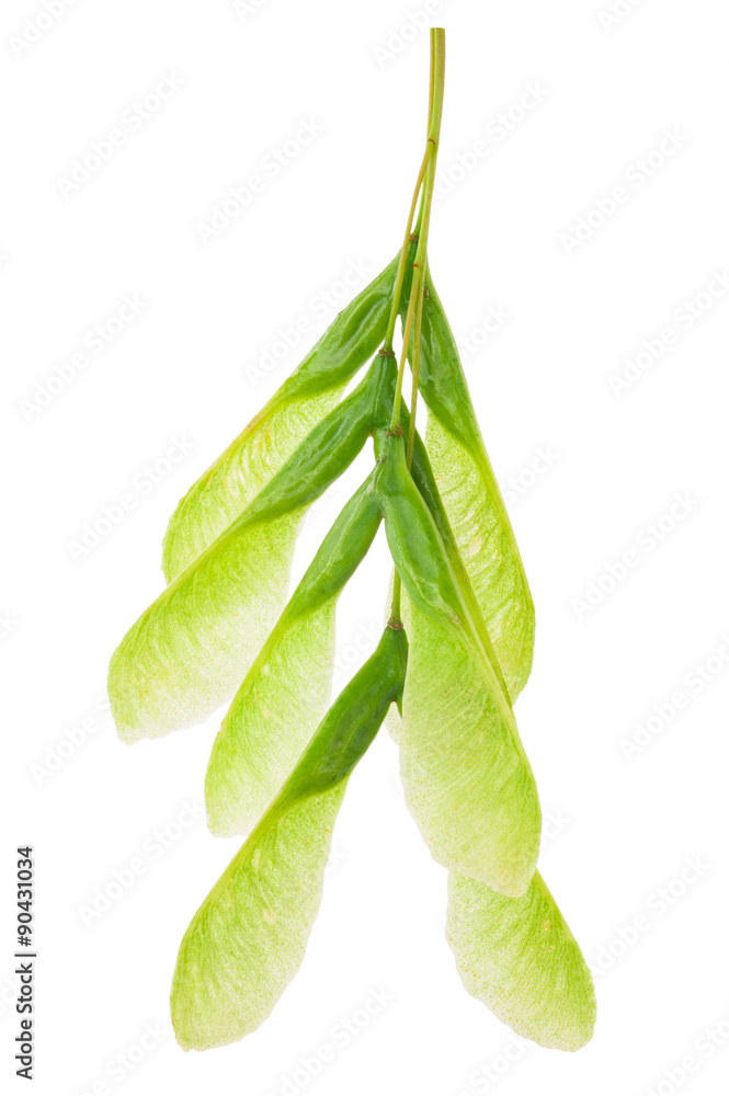 Obraz premium Green maple seeds