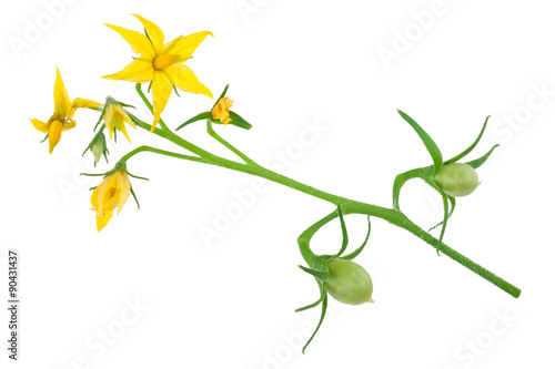 Tomato plant flower