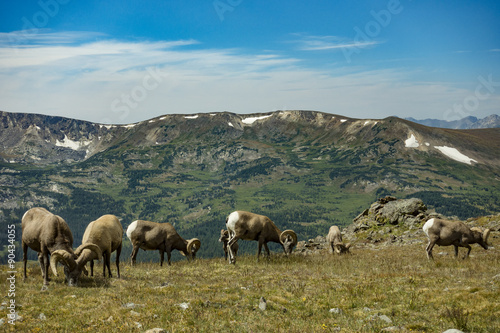 Big Horned Sheep in the Rocky Mountains