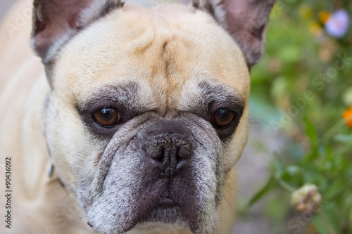 Close-up face of the dog ( selective focus) © natabook2015
