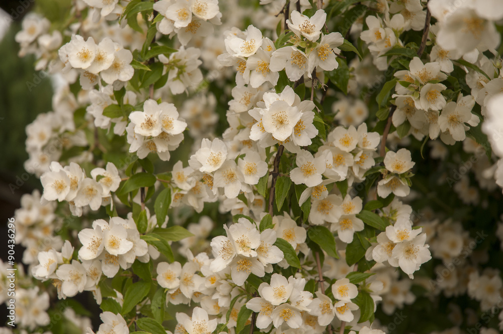 Jasmine Jasmine