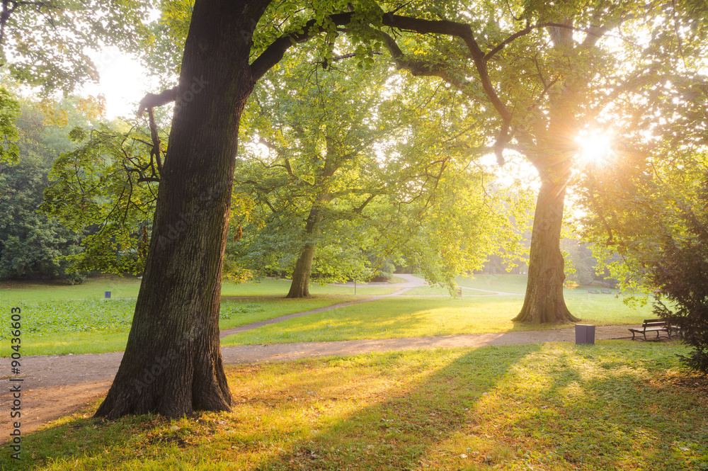 Fototapeta premium Platany w parku o poranku