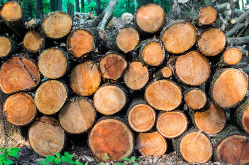 Pile of wood trunks stored in the forest
