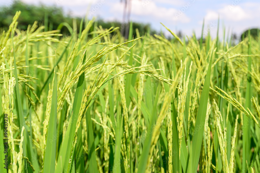 Close up of green rice paddy. Close up of green rice paddy.