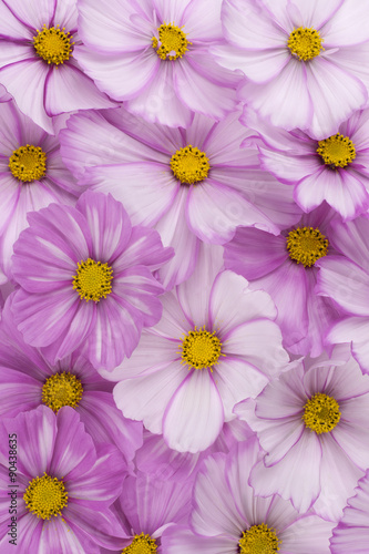 Fototapeta Naklejka Na Ścianę i Meble -  cosmos flower