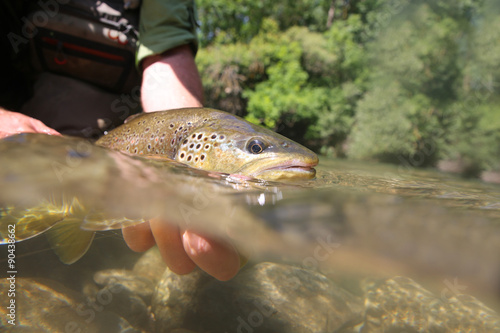 Brown trout being taken out of water by fisherman photo