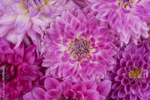 Fototapeta Naklejka Na Ścianę i Meble -  dahlia